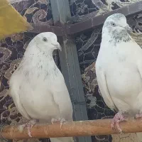 یه‌جفت‌نژادگلدن‌ساعت‌سنگین