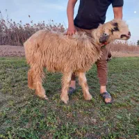 میش با بره معاوضه با ماشین وانت و سواری