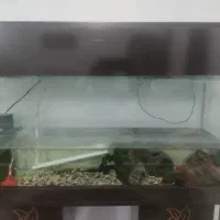 آکواریوم|ماهی|گرگان, |دیوار