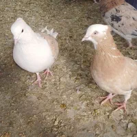 کبوتر، سرور ،دوکت و شازده|پرنده|اصفهان, ارداجی|دیوار