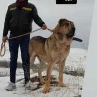 سگ سرابی نژاد دار