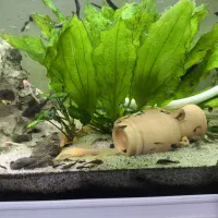 ماهی مولد|ماهی|شیراز, نصر|دیوار