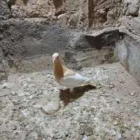 یهودی