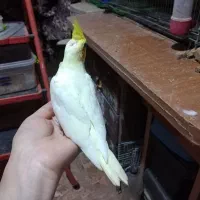 جوجه عروس هلندی سرلاکی|پرنده|گرگان, |دیوار