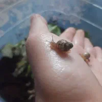 پرورش حلزون|خزنده|پارس‌آباد, |دیوار