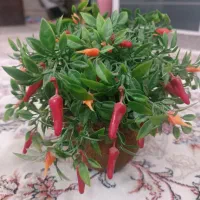 گلدان وگل مصنوعی|گل مصنوعی|اراک, |دیوار