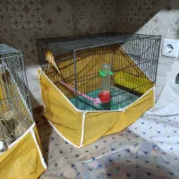 سه عدد قناری نر مست|پرنده|برخوار, |دیوار