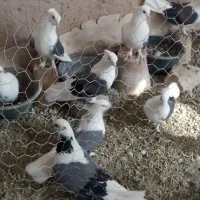 کبوتر اصفهانی پُر دوکت سبز ۵تانر و ۳تاماده