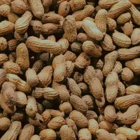 فروش عمده بادام زمینی