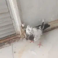 3عدد جوجه کفتر