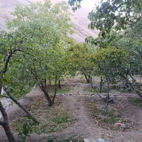 زمین