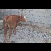 گوساله نر جنس