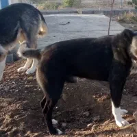 دو عدد سگ|سگ|خمین, |دیوار