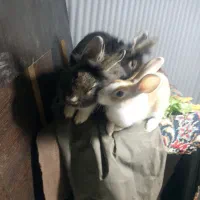 خرگوش|موش و خرگوش|اردبیل, |دیوار