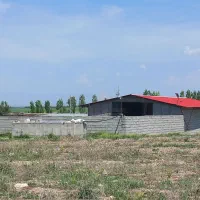 پرواربندی 400 راسی گوساله در جاده روستای جبدرق