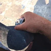 اردن جانسون