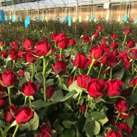 کارشناس کشاورزی