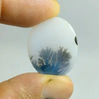 ۳عدد شجر پیاده زیبا