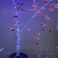 گوپی کوی بالن اصیل|ماهی|اهواز, گلستان|دیوار