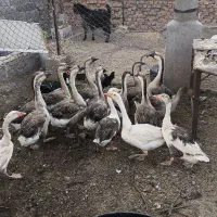 بوقلمون قوغاز و مرغ محلی