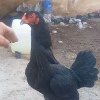 خروس و مرغ لاری