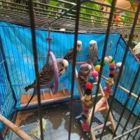 مرغ عشق|پرنده|کرمانشاه, |دیوار