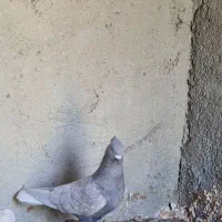 کبوتر صربی نر