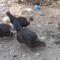 مرغ و خروس فروشی