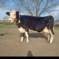 گاو گوساله سیمنتال