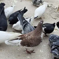 فروش ۳تا کبوتر|پرنده|بندر دیر, |دیوار