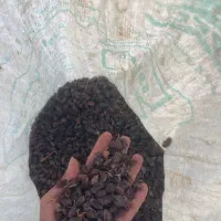 مویز|خوردنی و آشامیدنی|شیراز, شهرک امیر کبیر|دیوار