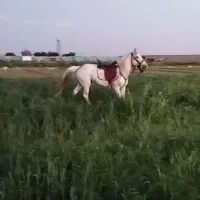 اسب اصیل ترکمن