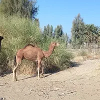 شتر نر فروشی|حیوانات مزرعه|قلعه گنج, |دیوار