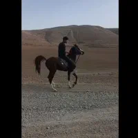 اسب عرب