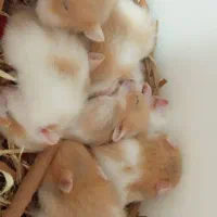 فروش همستر جذاب و خوشگل مخصوص دختران خوش سلیقه