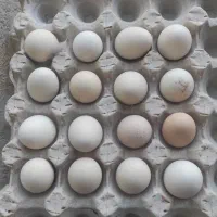 تخم نطفه دار گلین پنگوینی فول کیفیت|حیوانات مزرعه|بانه, |دیوار