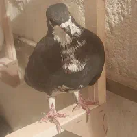 کفتر  شهری سیاه