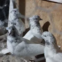 کفتر