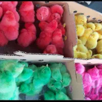 جوجه رنگی جوجه رسمی یکروزه