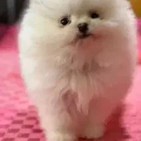 پامرانین خرسی