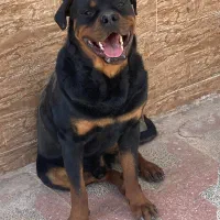 سگ روتوایلر