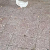 اردک جوجه پرنده|حیوانات مزرعه|مسجد سلیمان, |دیوار