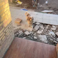 فروشی سگ‌|سگ|زرند, |دیوار