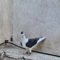 یک عددکفتر ساده سیاه ماده سالم