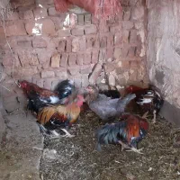 مرغ و خروس گلین بمی اصل|حیوانات مزرعه|ماهان, |دیوار