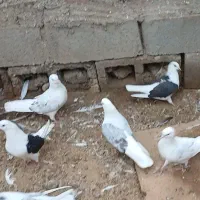 کبوتر گمشده رودخانه زیارتعلی