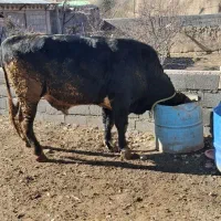 گوساله گوشتی 2ساله پرواری