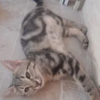 واگذاری