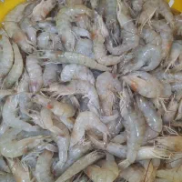 میگو|خوردنی و آشامیدنی|بوشهر, |دیوار