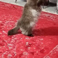 گربه بازیگوش نژاد همالیین|گربه|امیدیه, |دیوار